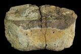 Fossil Hadrosaur Phalange (Toe) Bone - Aguja Formation, Texas #116588-1